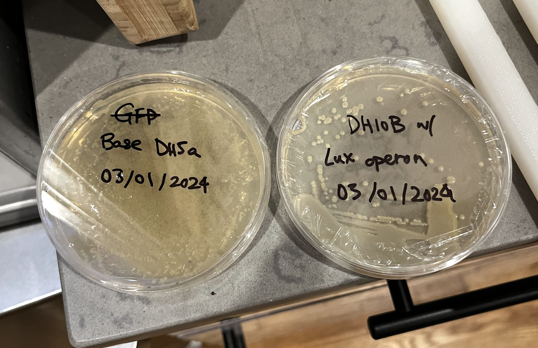 Agar Plates